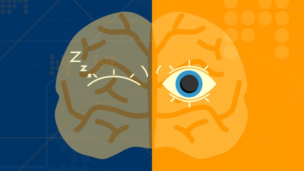 Brain split in half, with half of it asleep and half awake.