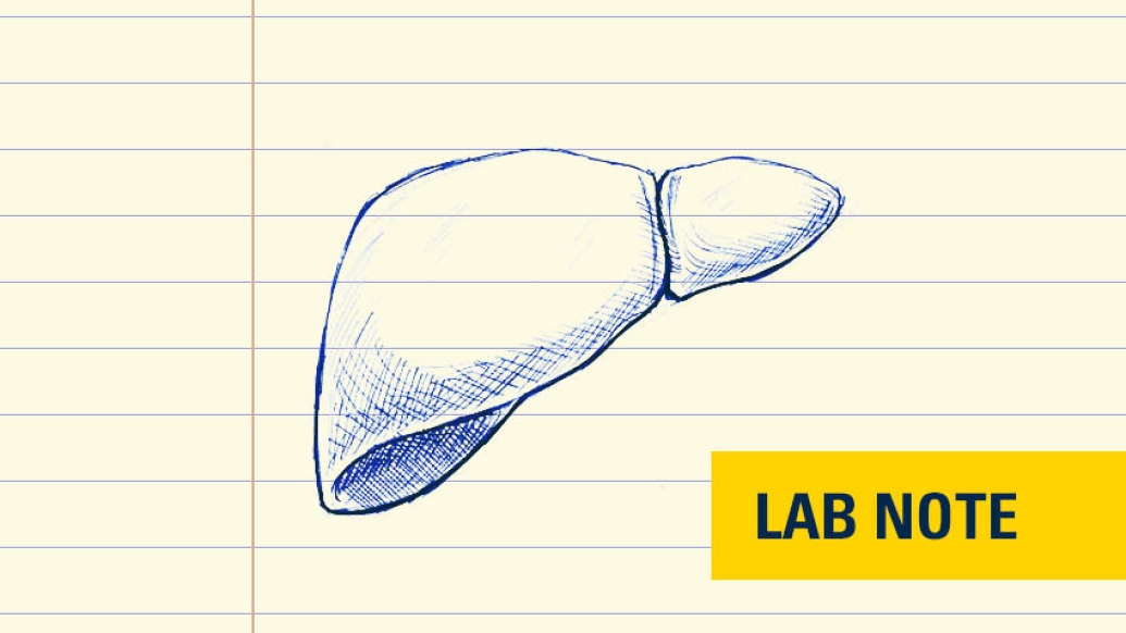 drawing of liver on lined paper in blue ink with a yellow badge with blue font on bottom right that says lab note
