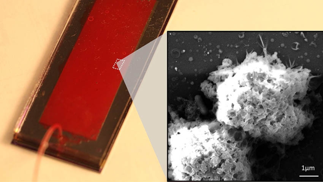 immune cells on red plate with images in black and white on right