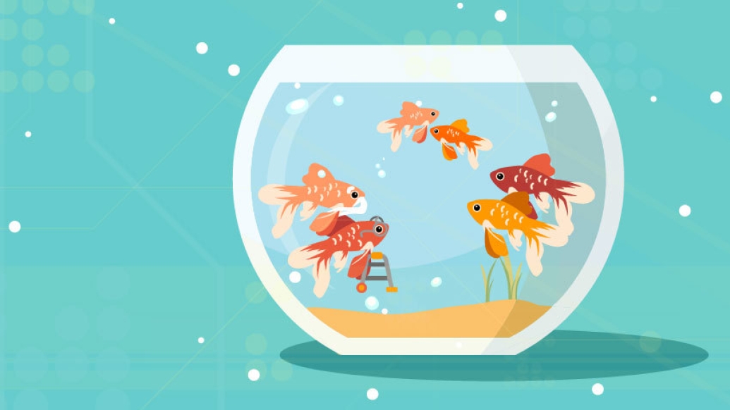 orange fish in a bowl with kid fish, parent fish and grandparent fish