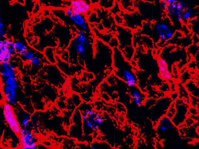 microscopic red tissues lines and lab note badge image