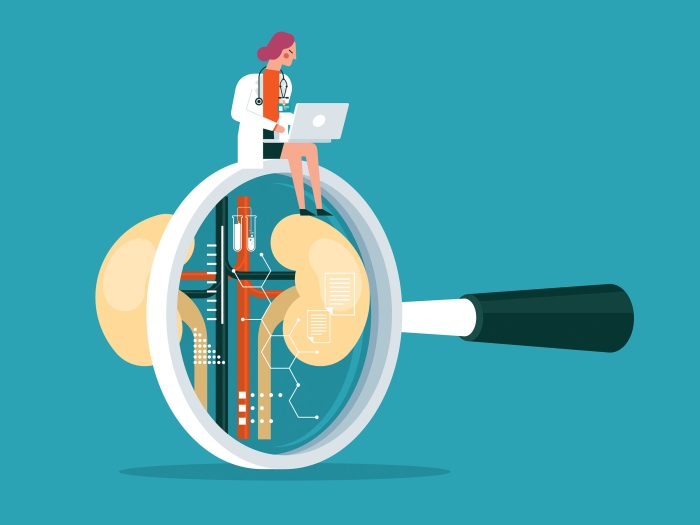 scientist examining a kidney 