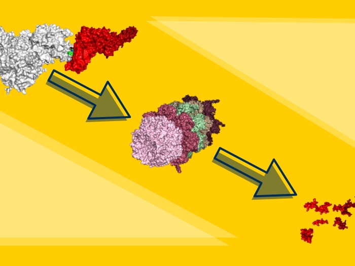 Cancer protein Stat5 cell yellow