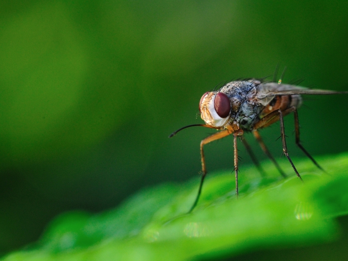 fly on green leaf