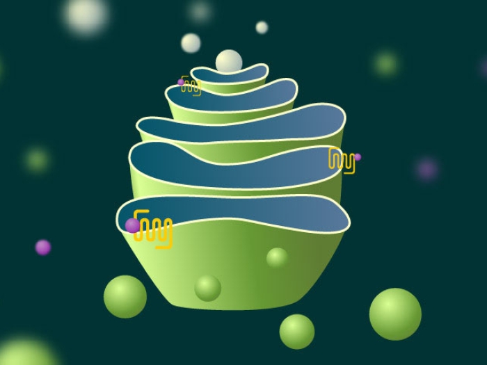 Graphic of beta blockers