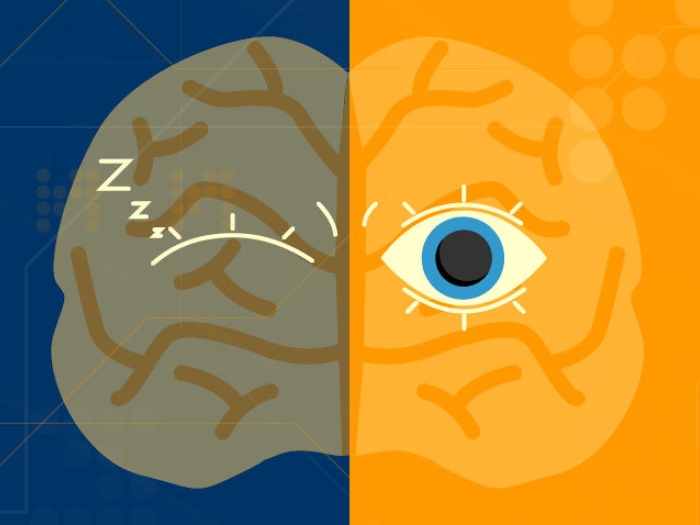 Brain split in half, with half of it asleep and half awake.