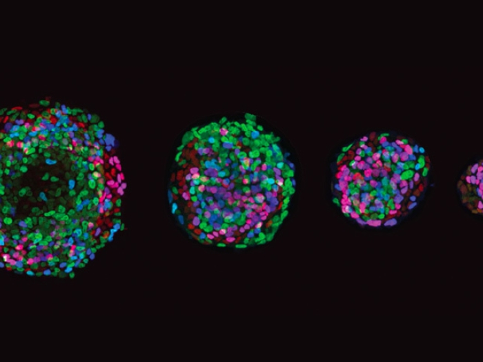 colorful germs biome microscopic cells