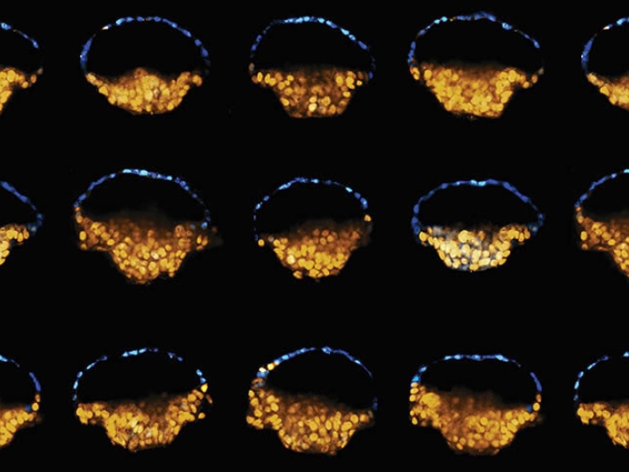 Embryo-like Structures