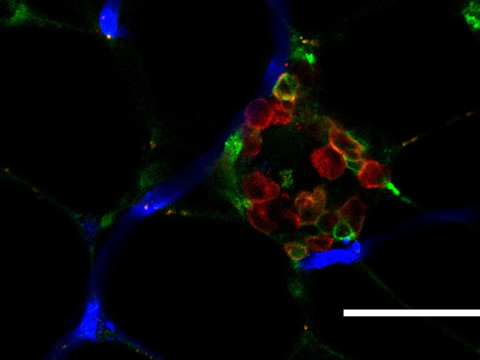 molecule RGB microscopic cell slide