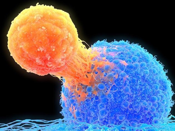 T-cell attaching to cancer cell
