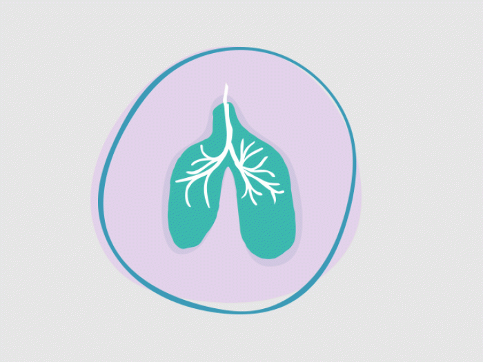 Lab grown lungs from stem cells