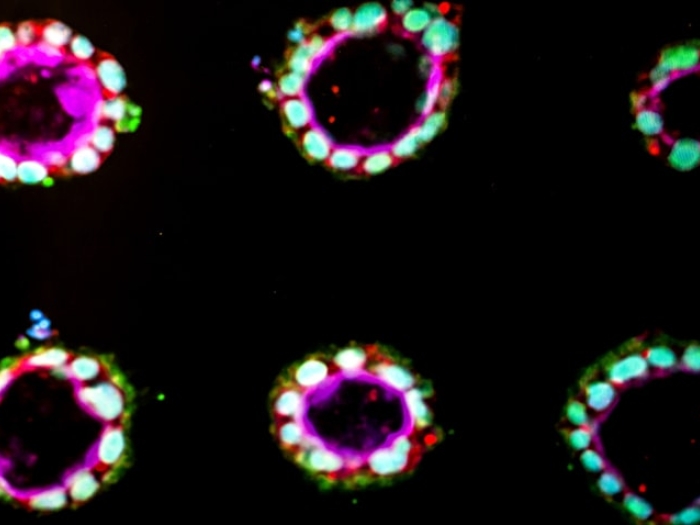 Image of amniotic sac tissue created from human stem cells