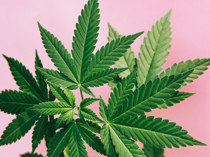 cannabis green pink baxckground