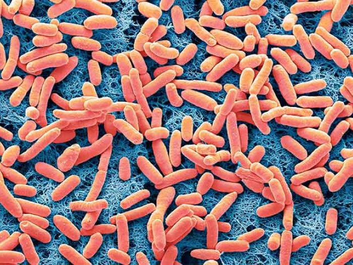 Close up of ecoli bacteria