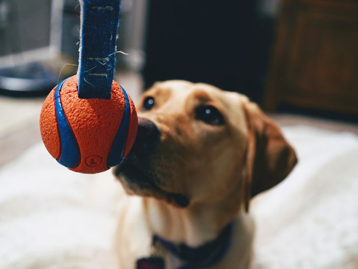 dog staring at tennis ball
