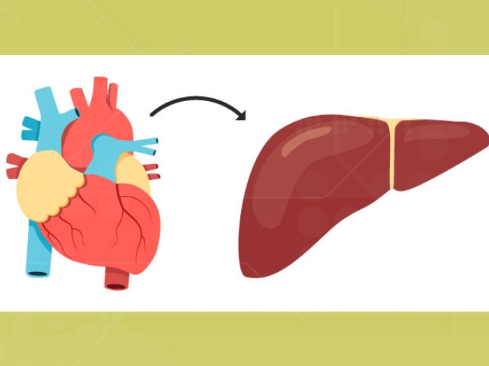 drawing of heart and an arrow pointing to a drawing of a kidney