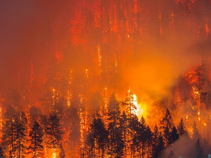 Mature forest on fire