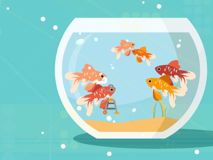 orange fish in a bowl with kid fish, parent fish and grandparent fish