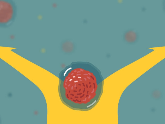 stem cell choosing path