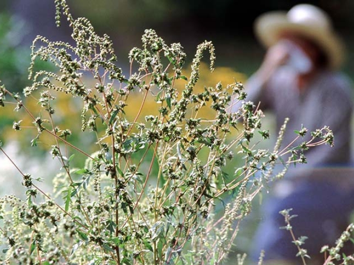 woman reacting to allergies outside with Kleenex behind bush with hat on